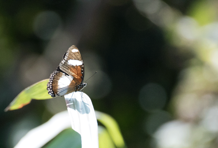 a0126632_15061639.gif
