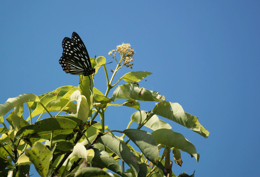 a0126632_15102986.gif