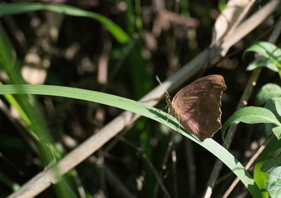 a0126632_15410148.gif