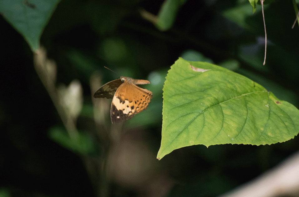 a0126632_15444429.gif