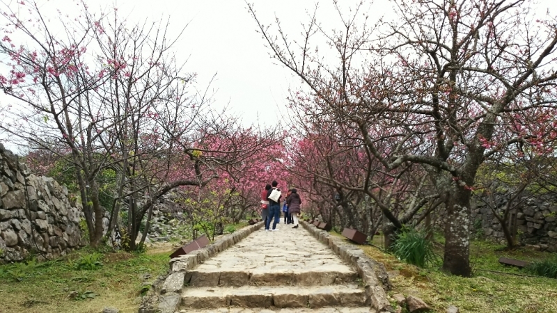 今帰仁城跡と満開の桜 ◆沖縄の旅③◆_e0305834_20242442.jpg