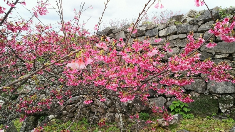 今帰仁城跡と満開の桜 ◆沖縄の旅③◆_e0305834_20242697.jpg