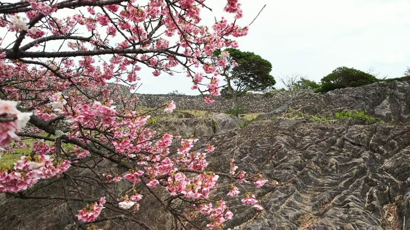 今帰仁城跡と満開の桜 ◆沖縄の旅③◆_e0305834_20283872.jpg