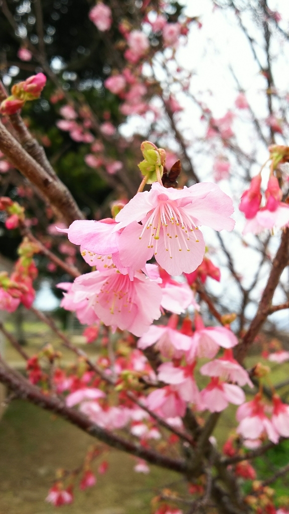今帰仁城跡と満開の桜 ◆沖縄の旅③◆_e0305834_21434885.jpg