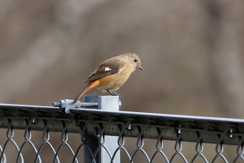 公園の野鳥・5_f0327034_20021967.jpg