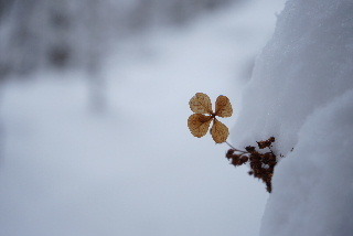 雪からYUKI_d0242335_12230159.jpg