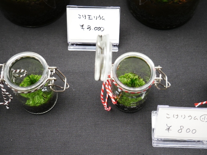 　　２月のポポロハス・マーケット　　２０１８-０２-１２　００：００ _b0093754_23311277.jpg