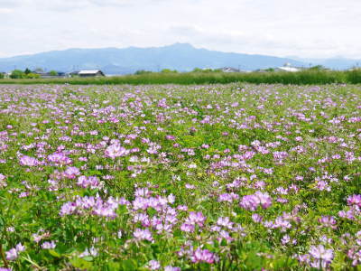 砂田米 熊本県菊池市七城町『砂田のこだわりれんげ米』 れんげの発芽 今年も変わらぬ栽培方法です!_a0254656_18414887.jpg