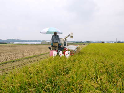 砂田米 熊本県菊池市七城町『砂田のこだわりれんげ米』 れんげの発芽 今年も変わらぬ栽培方法です!_a0254656_18504939.jpg