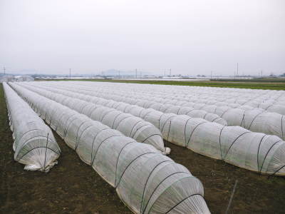 砂田米 熊本県菊池市七城町『砂田のこだわりれんげ米』 れんげの発芽 今年も変わらぬ栽培方法です!_a0254656_19102588.jpg