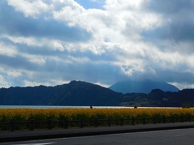 指宿市・池田湖の菜の花　大阪に鹿児島から菜の花を。_f0130557_00252170.jpg