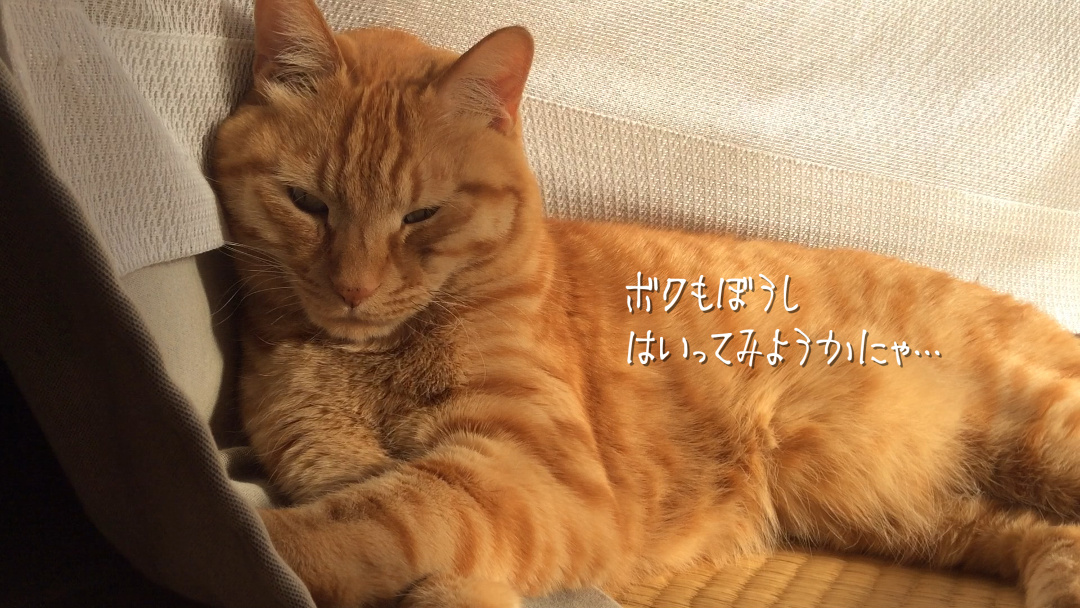 ひのき 猫 かわいいにゃ。思春期な日 - 猫と暮らす とら猫JOYのもふもふ日記_a0022958_21574765.jpg