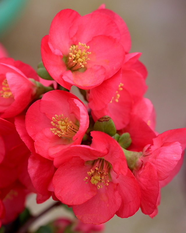 花売り場で春の花_c0305565_17414257.jpg