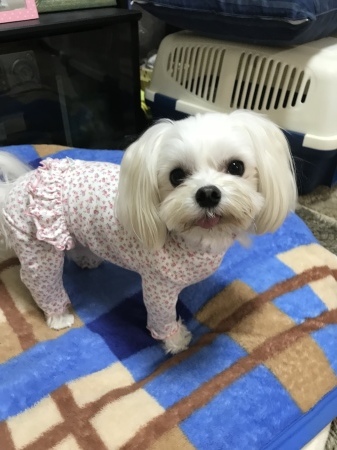 b0193480_14390472.jpeg