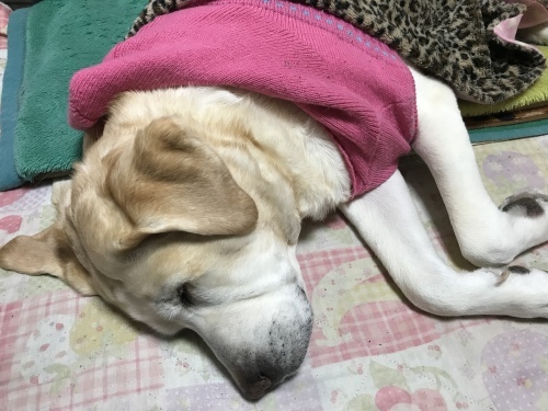 f0315081_18434626.jpeg