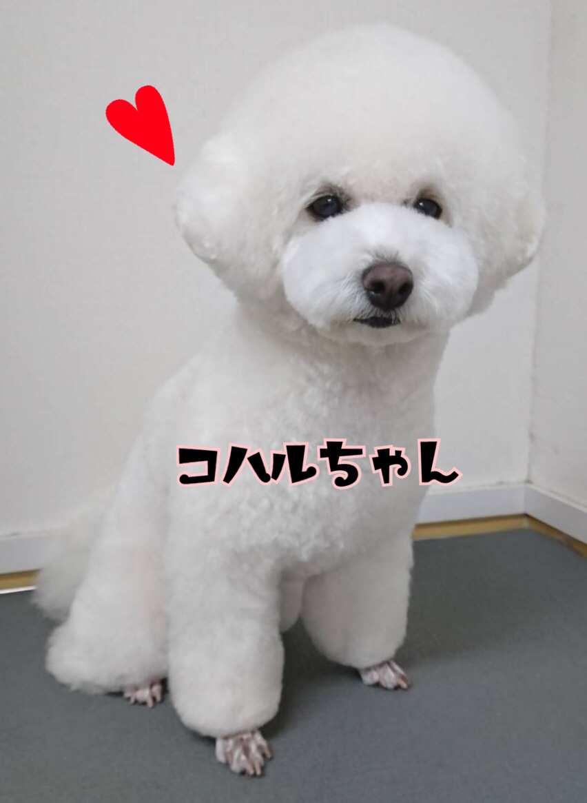 トリミングブログ_f0357682_19301174.jpg