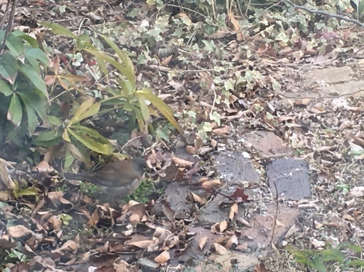 b0336787_19010747.jpeg
