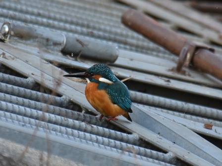 芥川のカワセミとウグイス_c0018489_19594254.jpg