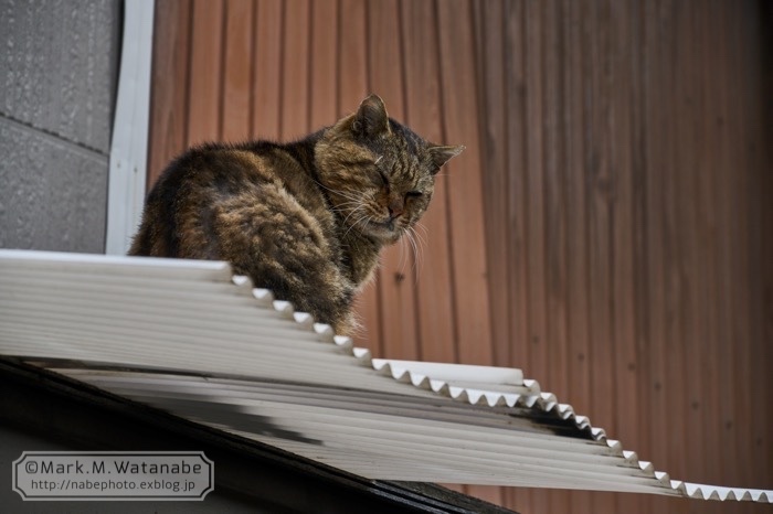 名山町商店街の猫_e0135098_00360824.jpg