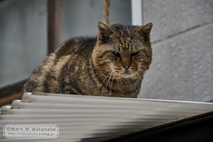 名山町商店街の猫_e0135098_00362089.jpg