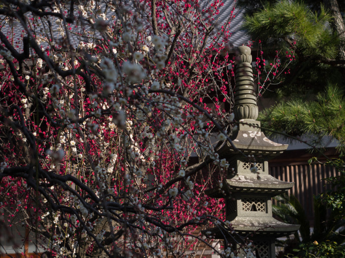 常立寺　2018/02/10_a0114003_20432257.jpg