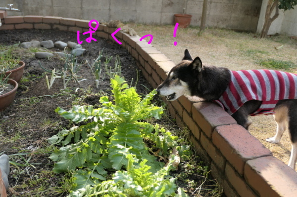 f0369014_10364130.jpg