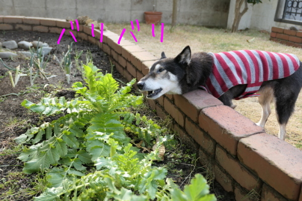f0369014_10371566.jpg