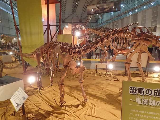 ギガ恐竜展2017～ 竜脚類：ディプロドクス科、カマラサウルス科