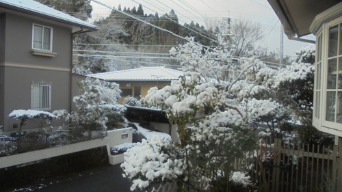 今日は雪。・・・２月１２日_b0317721_10212068.jpg