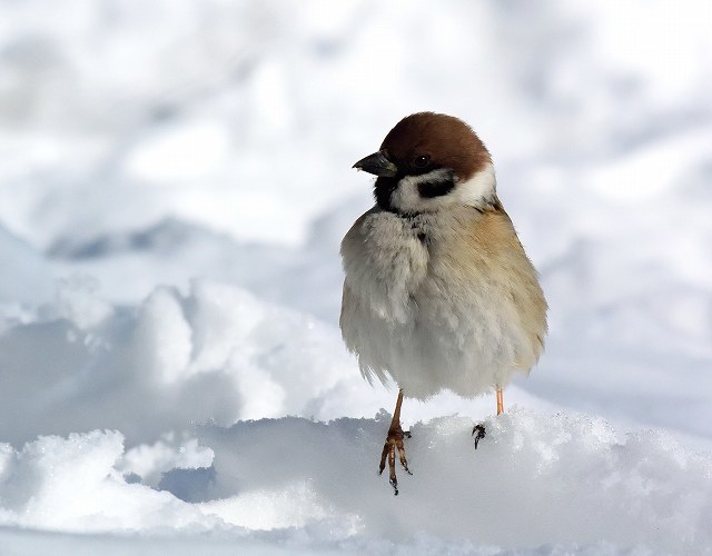 氷点下の鳥見！_c0349842_11223798.jpg