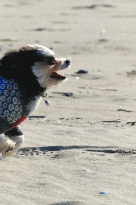 c0145250_17123843.gif