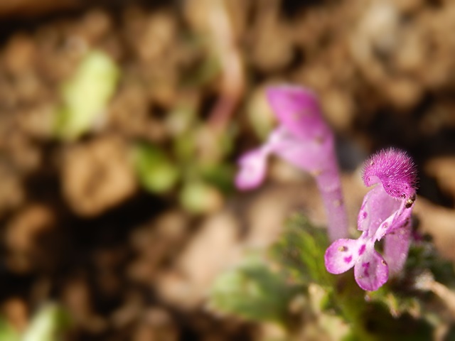 d0075453_18443025.jpg
