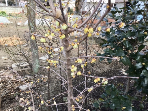 a0053063_09341771.jpeg