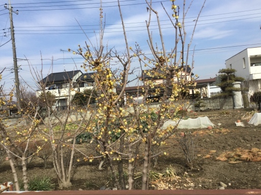 a0053063_09372667.jpeg