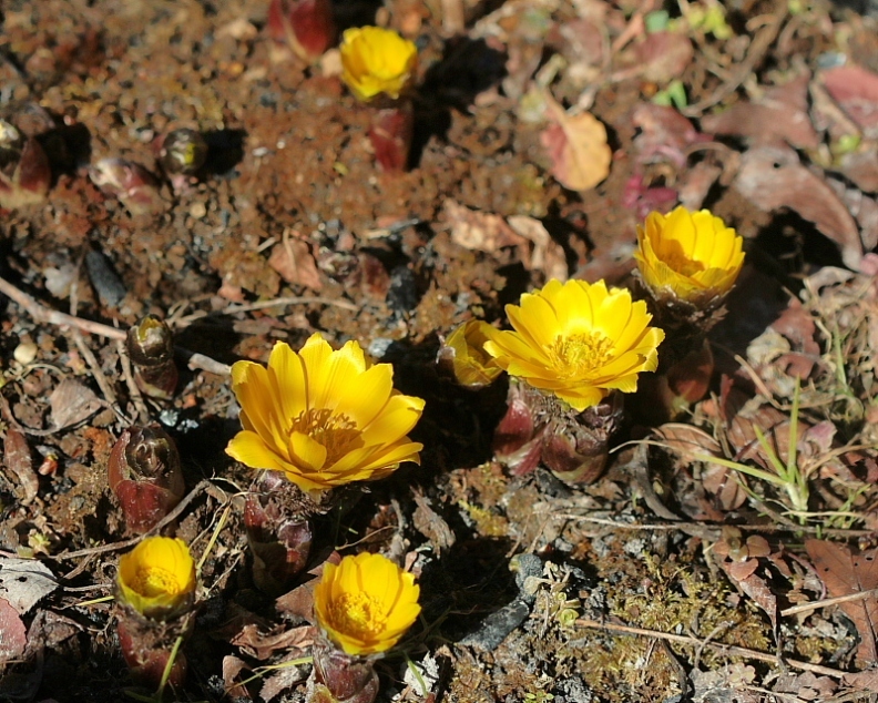 c0305565_17452678.jpg