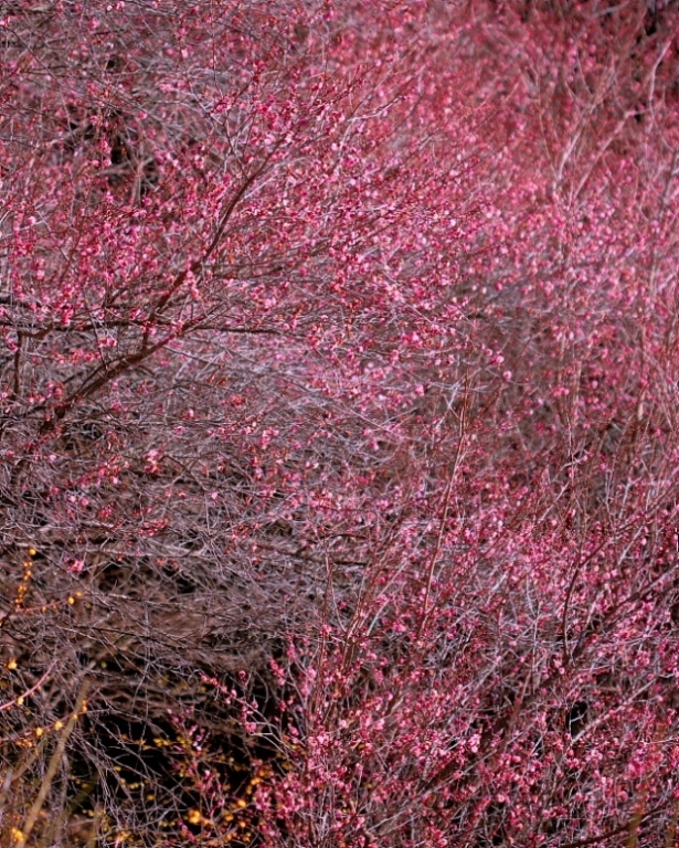 c0305565_17464423.jpg
