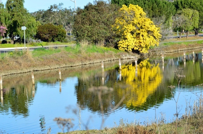 Corte Madera Marsh #3_b0369375_05571224.jpg