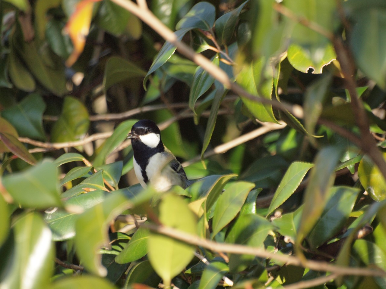 『木曽川水園のシジュウカラやカワラヒワ達･････』_d0054276_20352854.jpg