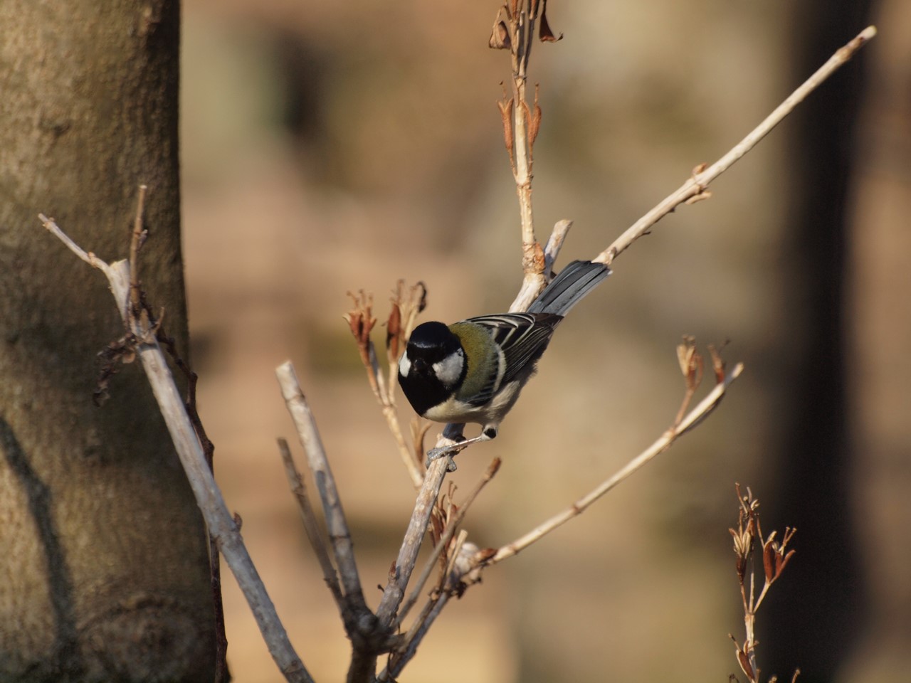 『木曽川水園のシジュウカラやカワラヒワ達･････』_d0054276_20353889.jpg