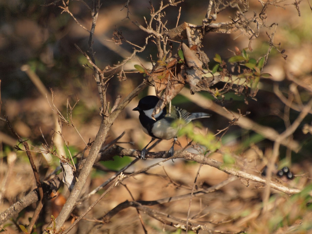 『木曽川水園のシジュウカラやカワラヒワ達･････』_d0054276_20354842.jpg