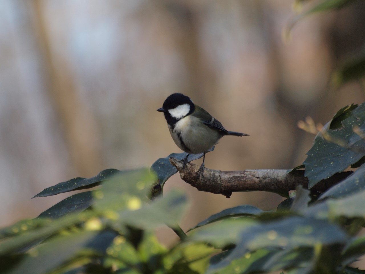 『木曽川水園のシジュウカラやカワラヒワ達･････』_d0054276_20361272.jpg