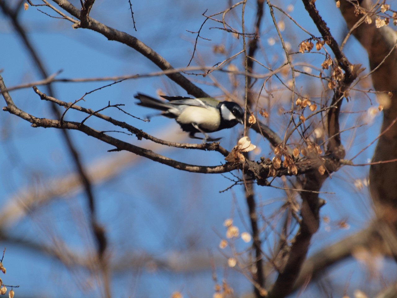 『木曽川水園のシジュウカラやカワラヒワ達･････』_d0054276_203623100.jpg