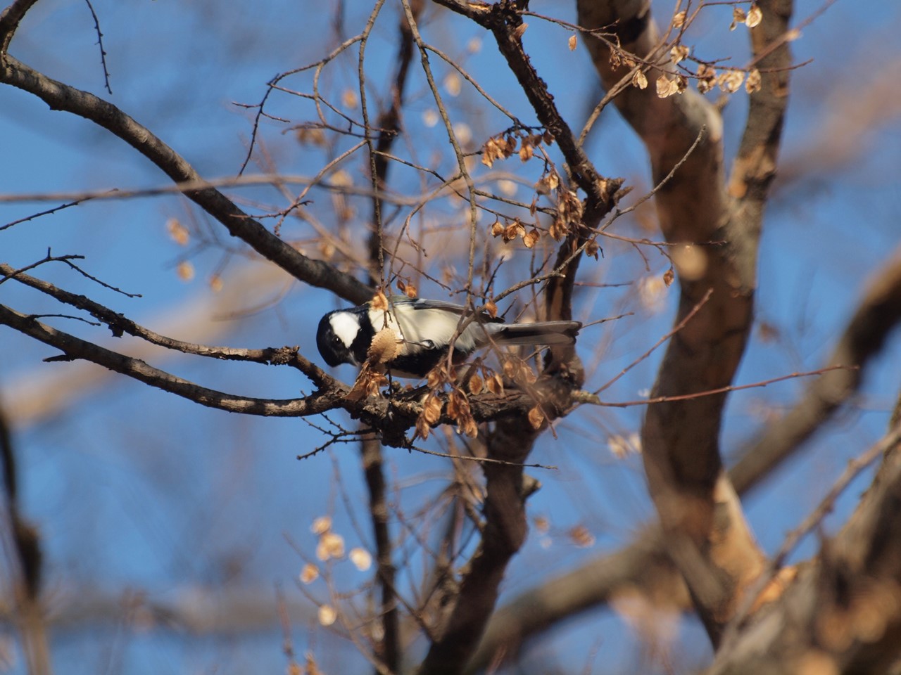 『木曽川水園のシジュウカラやカワラヒワ達･････』_d0054276_20363512.jpg