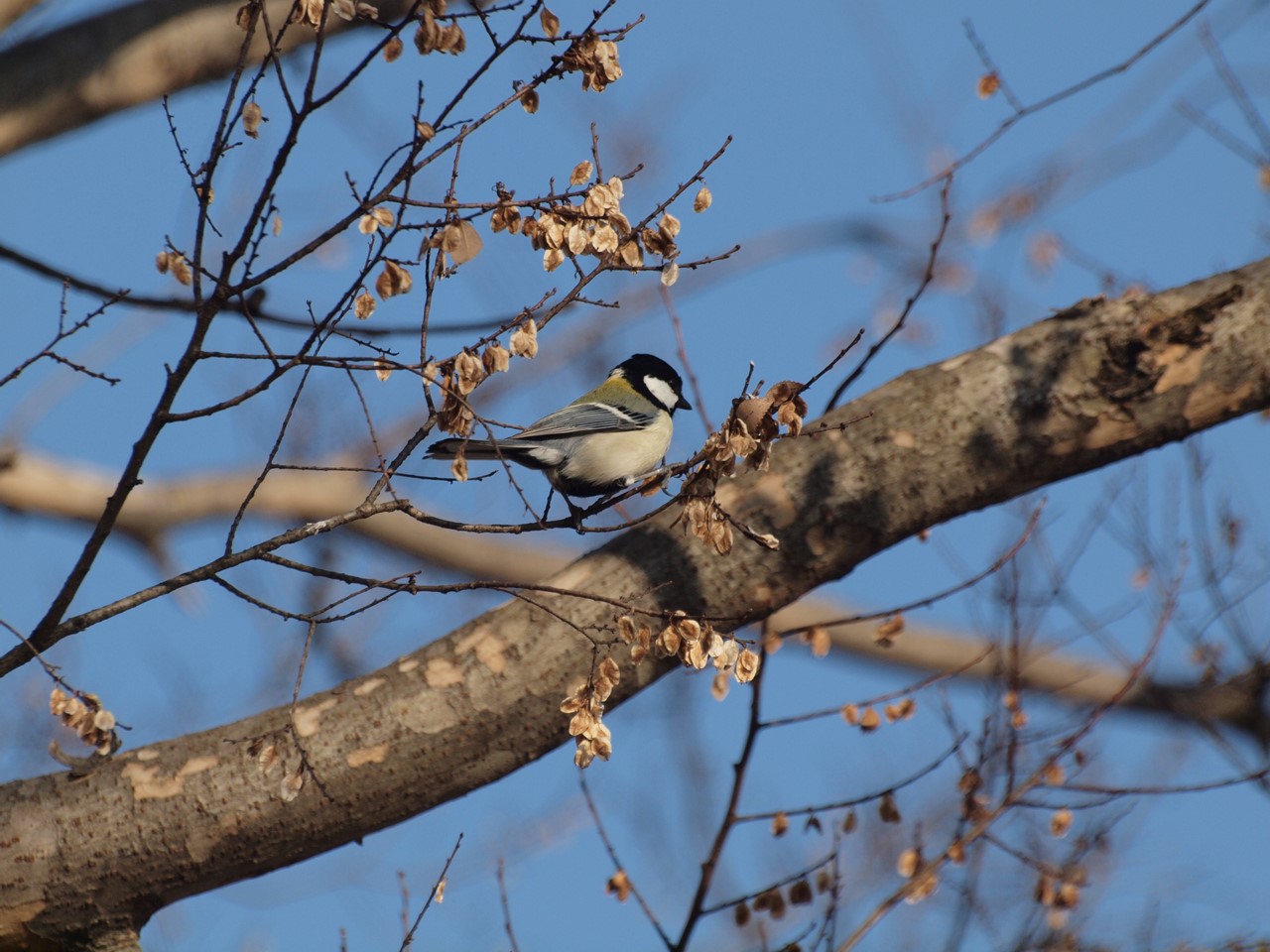 『木曽川水園のシジュウカラやカワラヒワ達･････』_d0054276_20364444.jpg