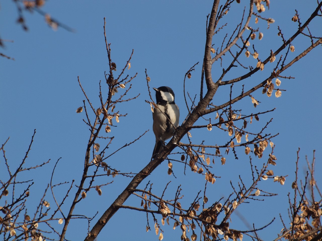 『木曽川水園のシジュウカラやカワラヒワ達･････』_d0054276_20365528.jpg