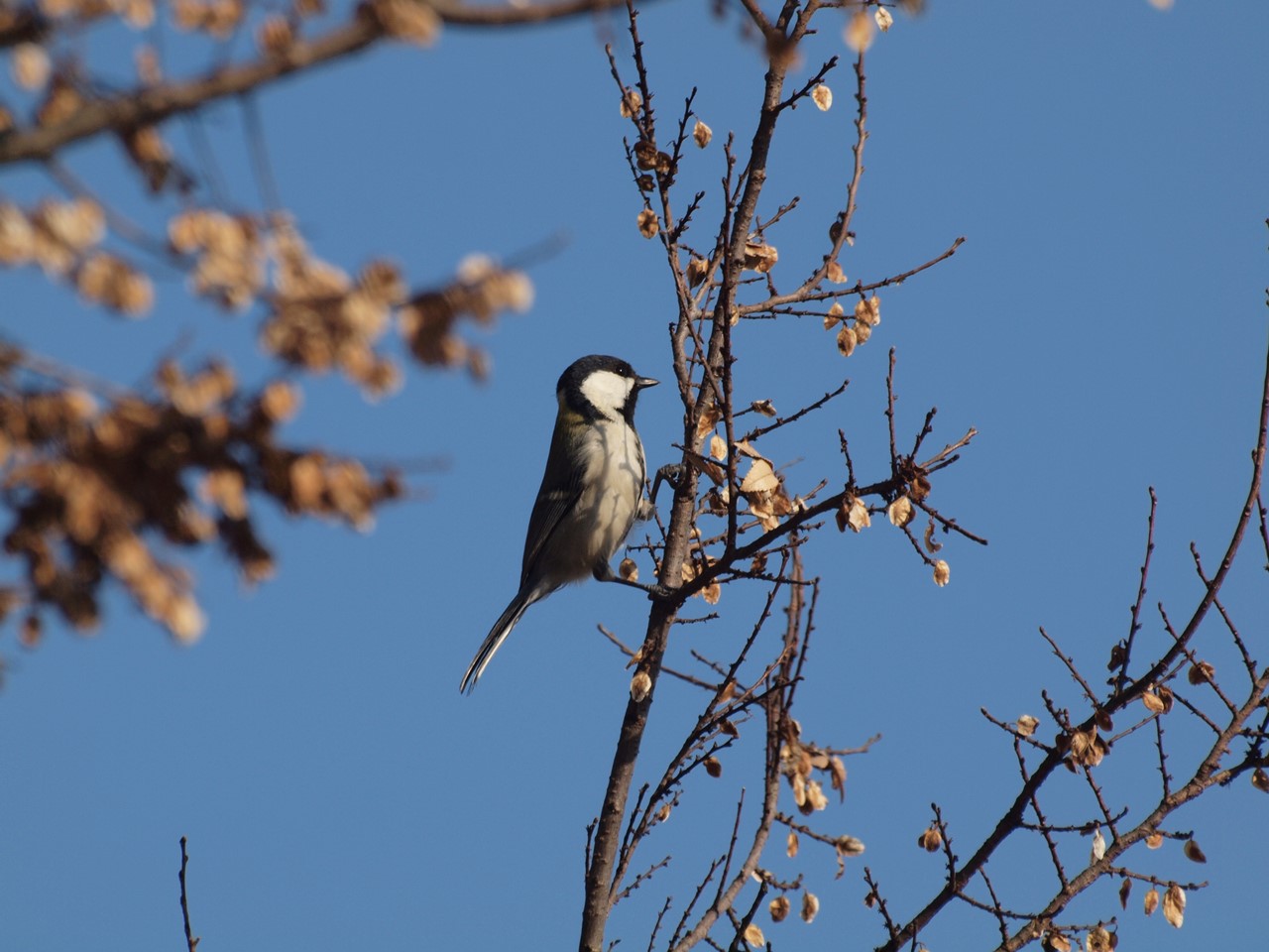 『木曽川水園のシジュウカラやカワラヒワ達･････』_d0054276_2037181.jpg