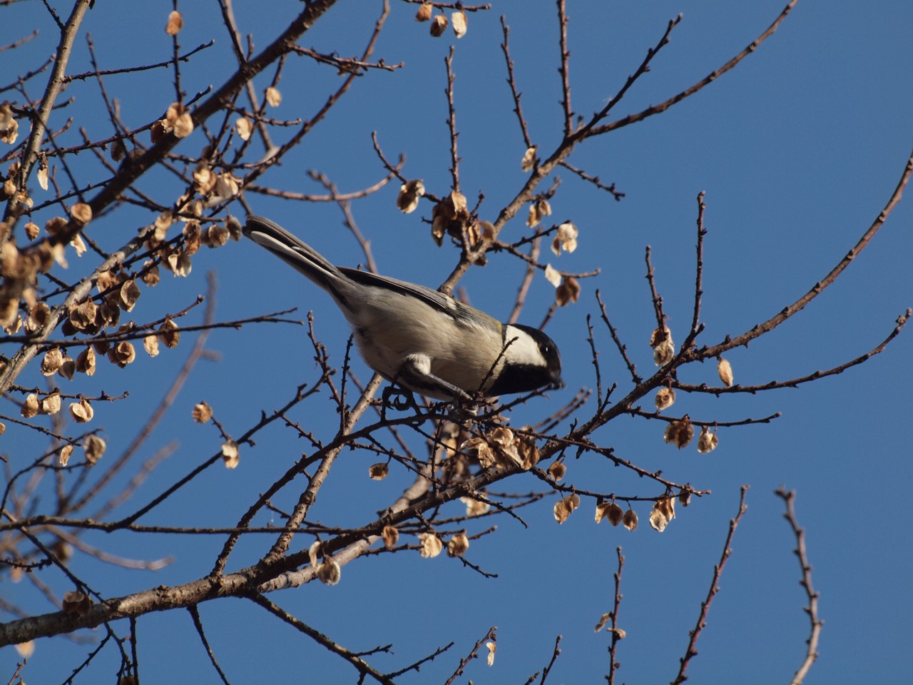 『木曽川水園のシジュウカラやカワラヒワ達･････』_d0054276_20373270.jpg