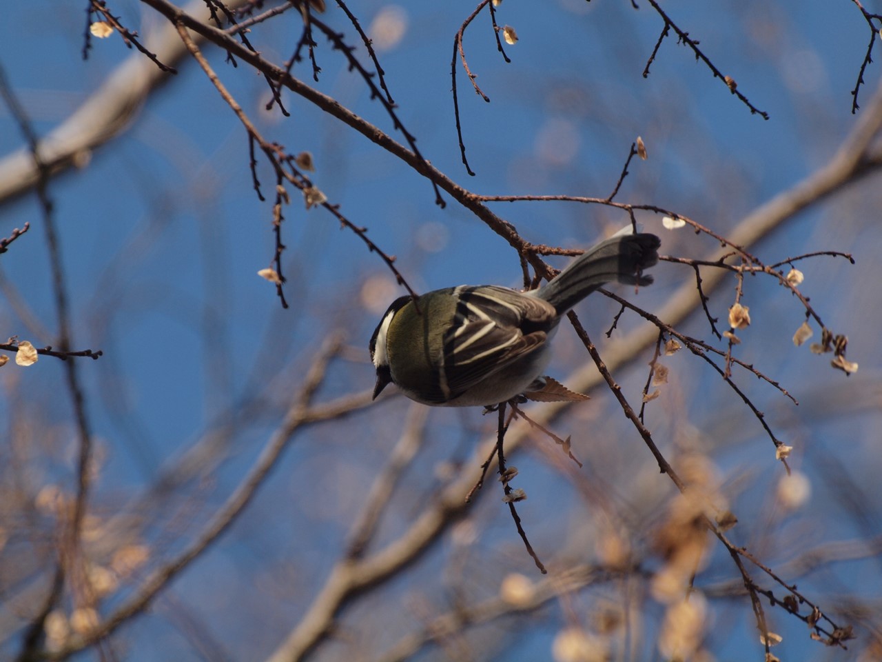 『木曽川水園のシジュウカラやカワラヒワ達･････』_d0054276_20374315.jpg