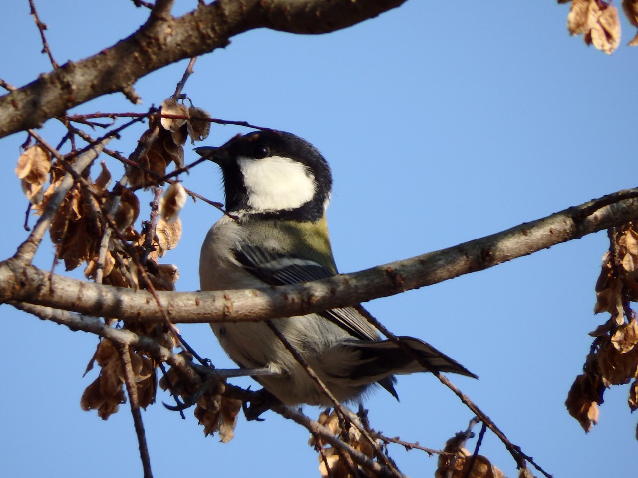 『木曽川水園のシジュウカラやカワラヒワ達･････』_d0054276_20375543.jpg