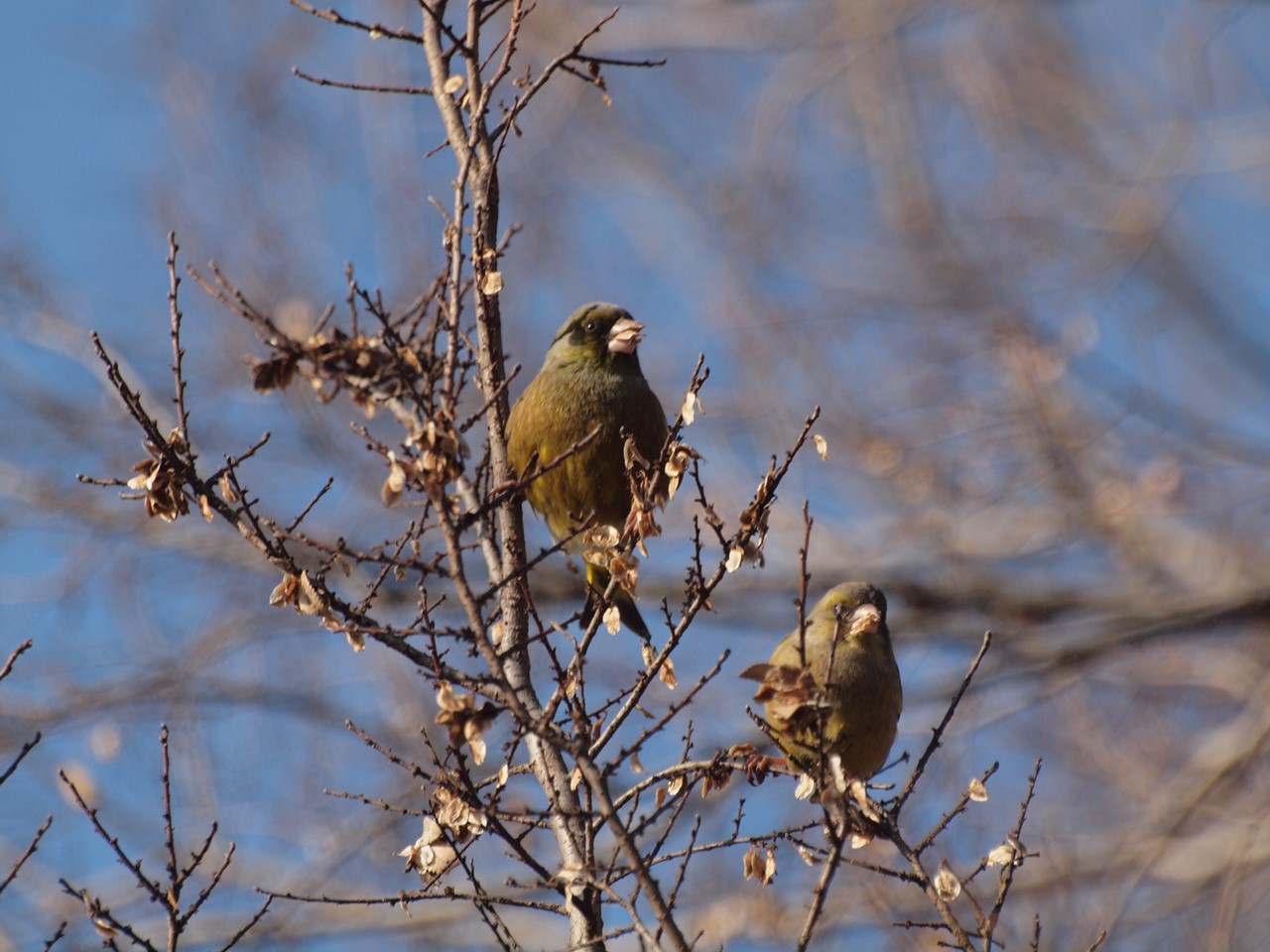 『木曽川水園のシジュウカラやカワラヒワ達･････』_d0054276_20385126.jpg